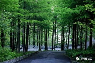 為尋烏點(diǎn)贊 我縣全面推行林長制，筑牢綠色生態(tài)屏障