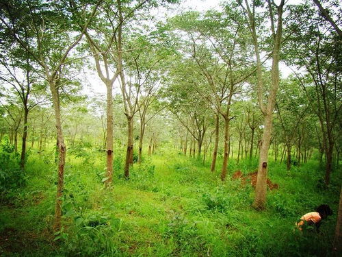 印度社區林業實踐對我國集體林權制度改革的啟示